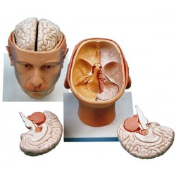 مدل (مولاژ) سر با نمایش مغز و کف جمجمه