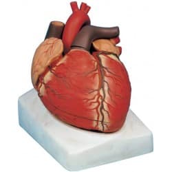 مدل (مولاژ) قلب دراندازه طبیعی