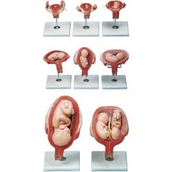 مدل (مولاژ) مراحل حاملگی