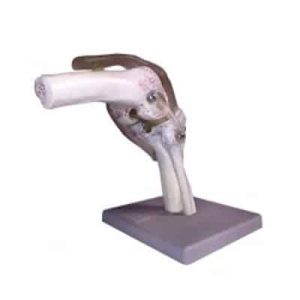 هدف: پی بردن به اجزای تشکیل دهنده ی مفصل زانو در این مدل یک قطعه ای انتهای استخوان ران با بخش ابتدایی استخوان های درشت نی و نازک نی ساق پا مفصل شده اند. استخوان کشکک، رباط ها و سطوح مفصلی به خوبی نمایش داده می شوند. مدل روی پایه به ابعاد 23×11×11سانتی متر نصب شده است. مناسب برای دوره اول ودوم متوسطه محصول مرتبط چارت اسکلت انسان